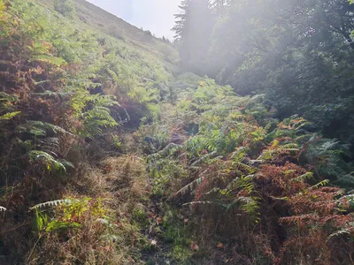 Pass the waymarker post and follow the path uphill – Walk of the Month: The Horseshoe Falls North Circular