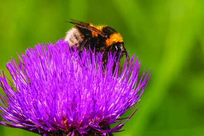 Bumblebee feeding on a bright purple thistle flower – Do You Know? 20 Facts That Sound Made Up… But Are True