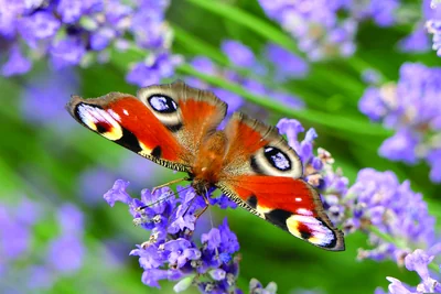 Peacock butterfly with eyespot wings feeding on purple lavender – Do You Know? 20 Facts That Sound Made Up… But Are True