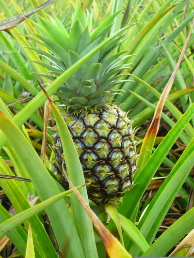 Pineapple growing among spiky green leaves – Do You Know? 20 Facts That Sound Made Up… But Are True